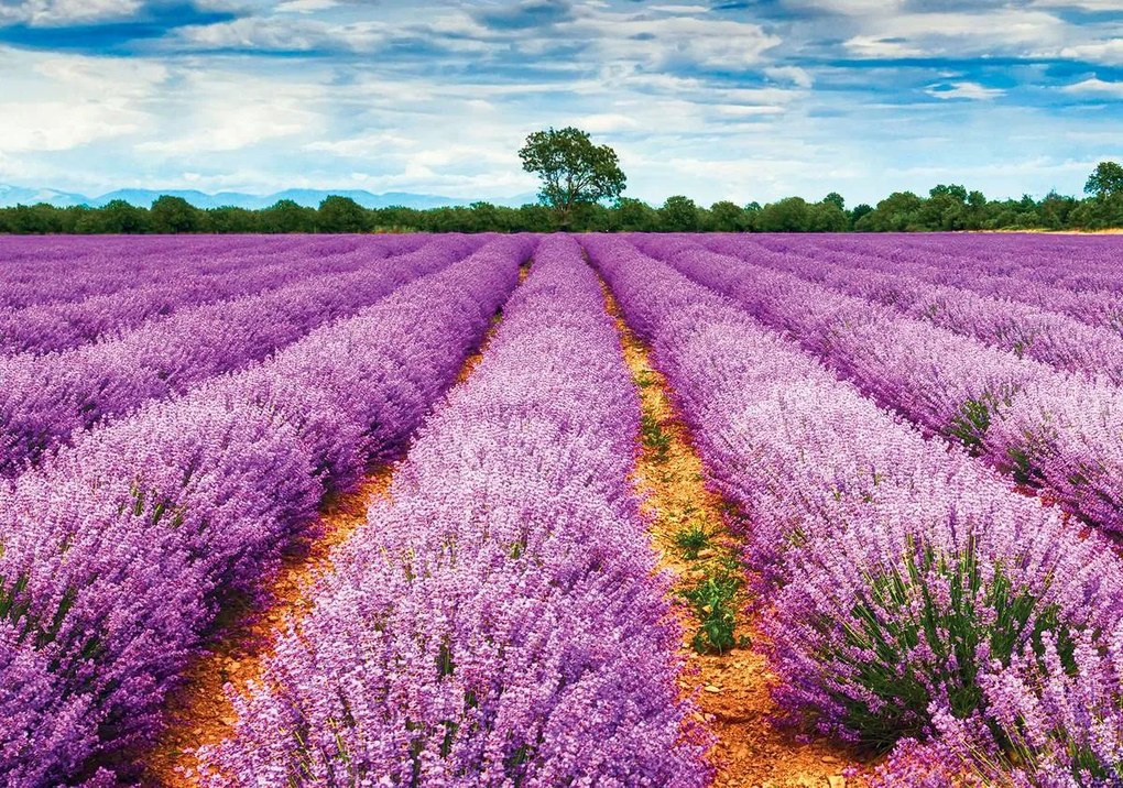 Fototapet - Cămpuri cu lavanda (254x184 cm)