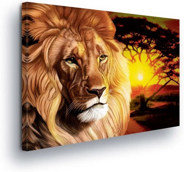 GLIX Tablou - Lion in the Sunshine 100x75 cm