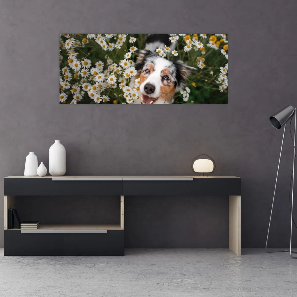 Tablou - Ciobănesc australian (120x50 cm)
