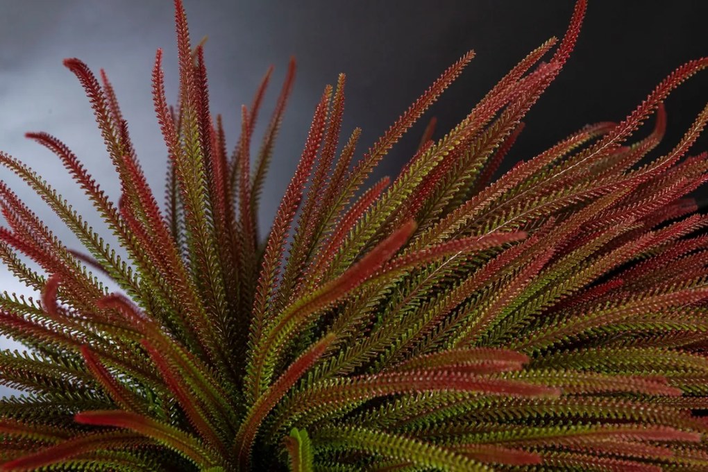 Aranjament floral mediu design LUX SLIMPINE BUSH