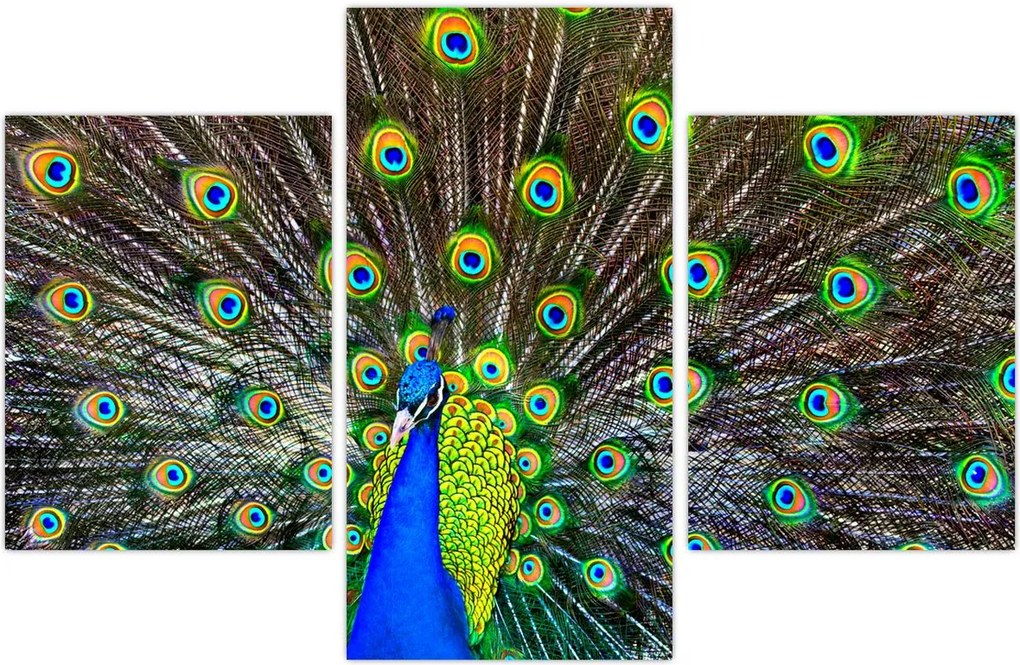 Tablou - Păun (90x60 cm)