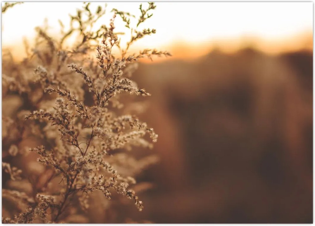 Tablou - Iarba înflorită (70x50 cm)
