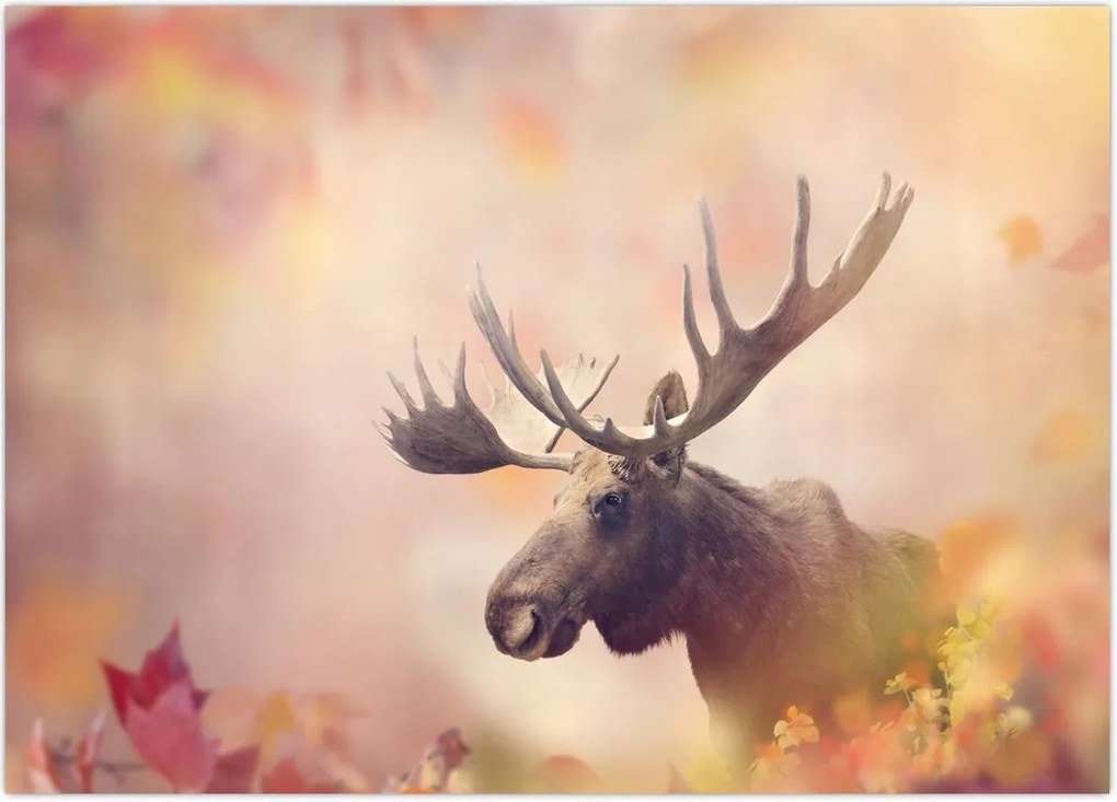 Tablou - Pădure în frunze de toamnă (70x50 cm)