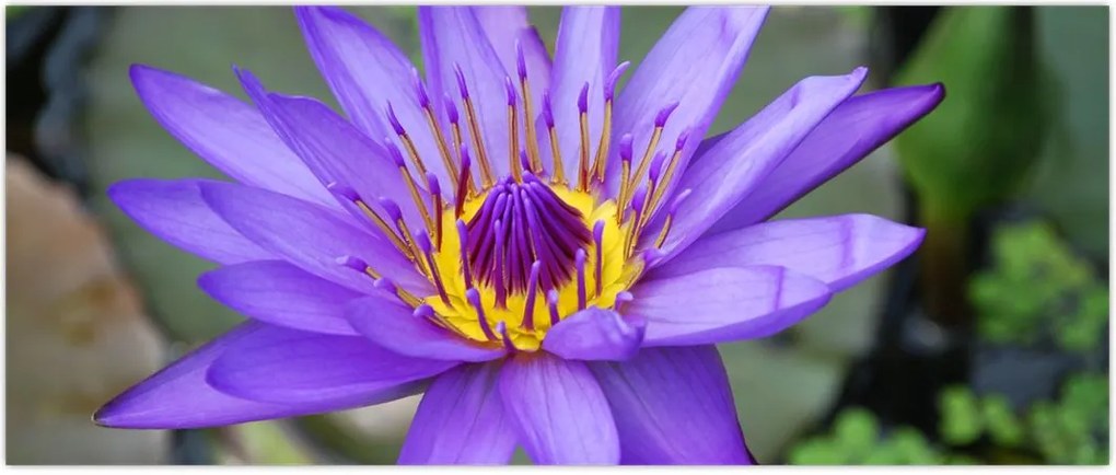 Tablou - Floare violet (120x50 cm)