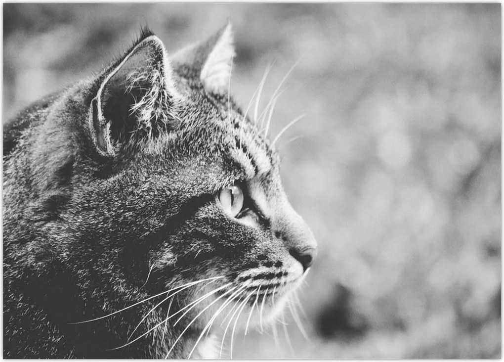 Tablou - Pisica (70x50 cm)