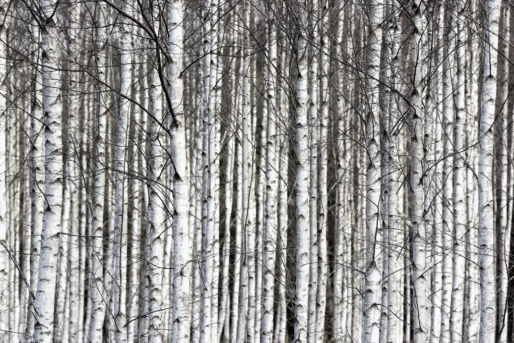 Tapet Birch Trunks, Rebel Walls