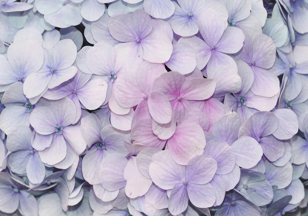 Fototapet - Flori (254x184 cm)