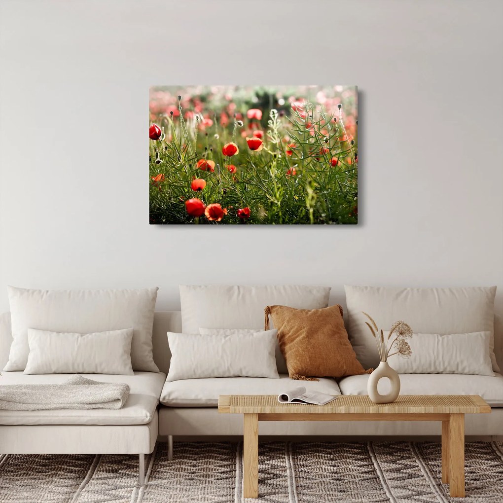 Tablou cu maci (90x60 cm)