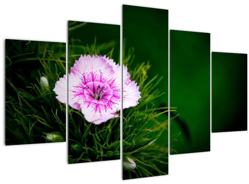 Tablou cu floare roz (150x105 cm)