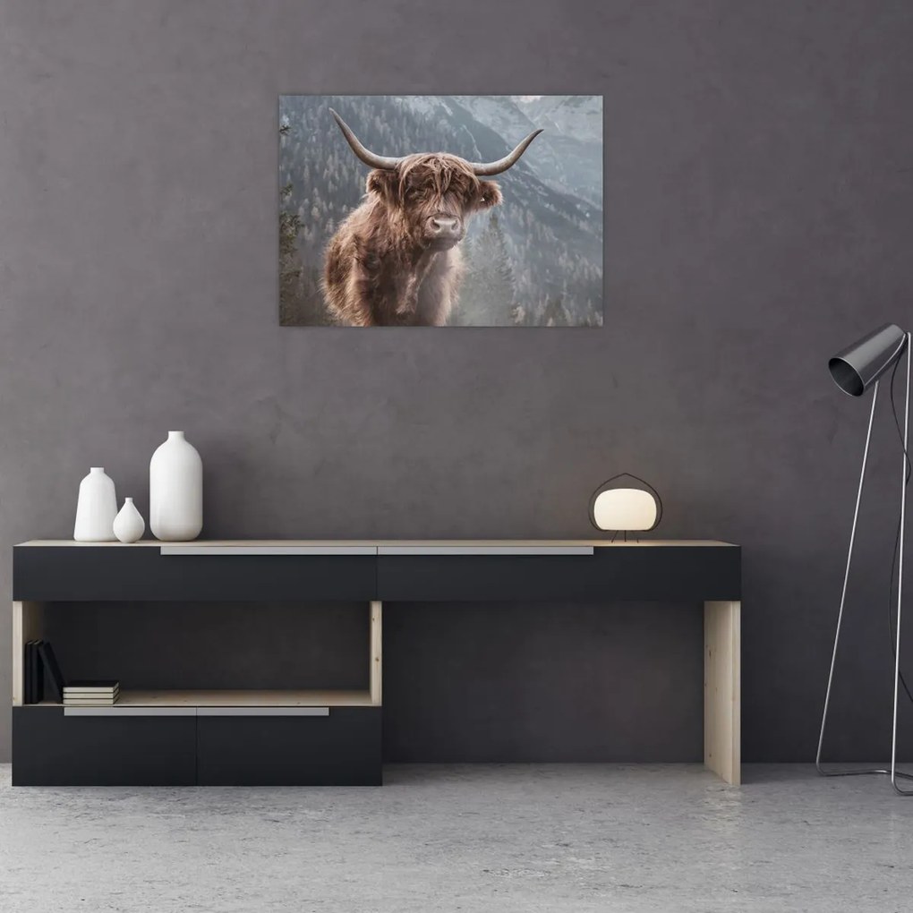 Tablou - Vaca Highlander (70x50 cm)