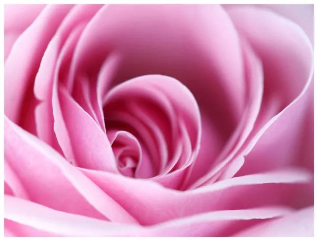 Fototapet - Pink rose