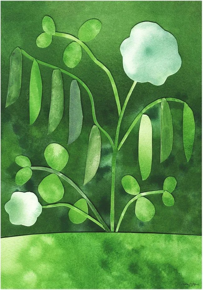 Poster 50x70 cm Peas in Bloom – Anna Ravn Bjørn – The Poster Club