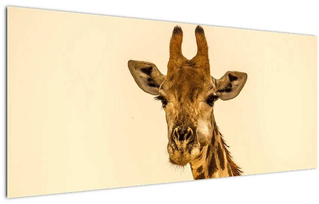 Tablou cu girafe (120x50 cm)