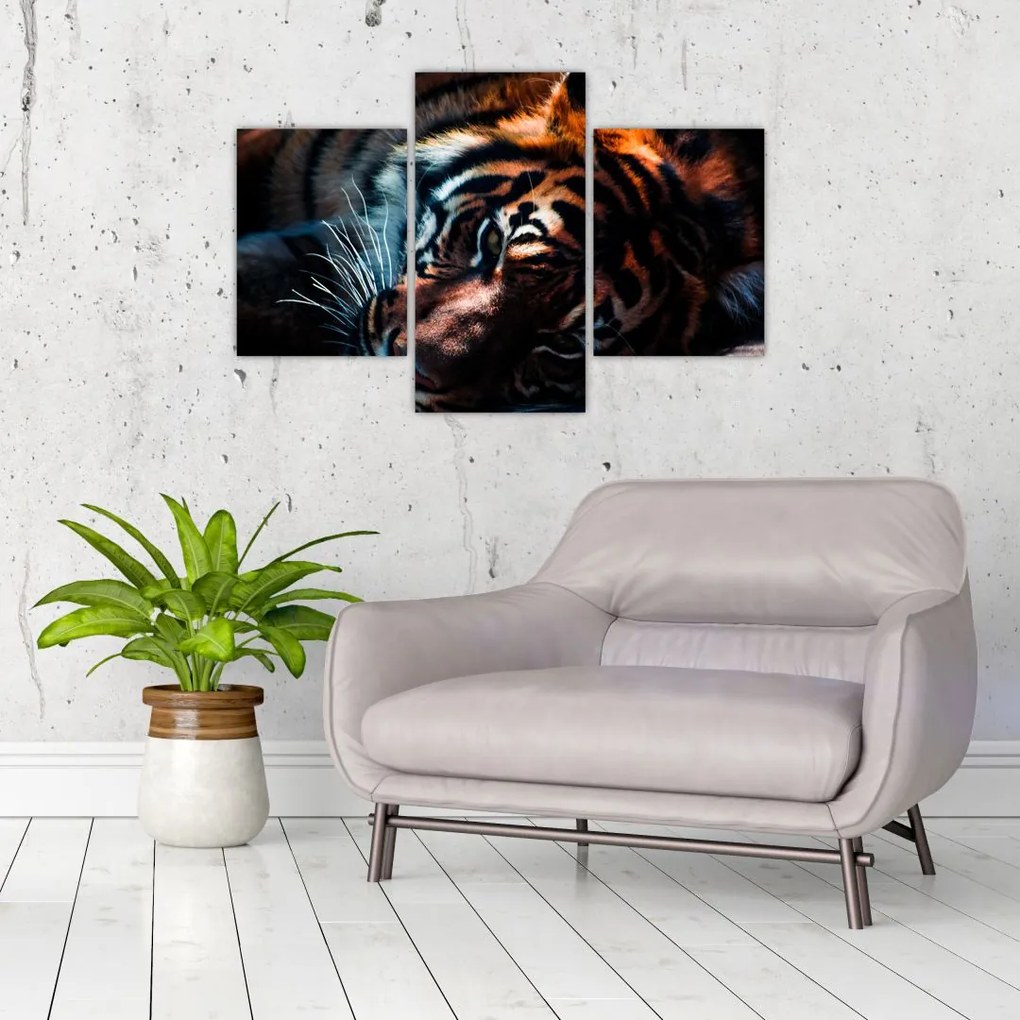 Tablou cu tigrul dormind (90x60 cm)