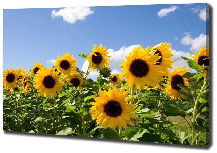 Pictură pe pânză Floarea soarelui