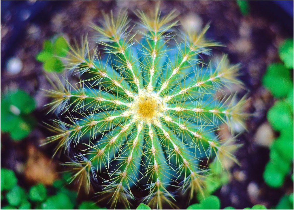 Tablou cu cactus (70x50 cm)