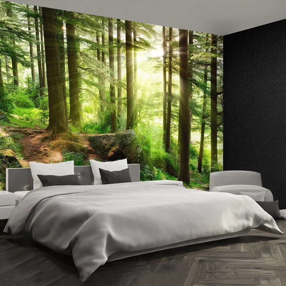 Fototapet Misty Forest