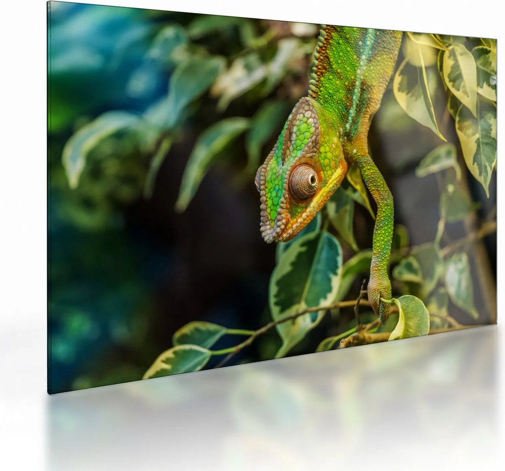 Tablou pe sticlă cu cameleon (70x50 cm)