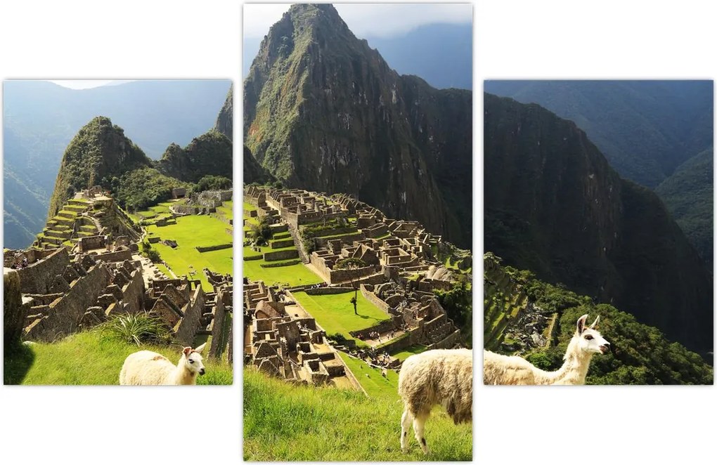 Tablou - Lame in Machu Picchu (90x60 cm)