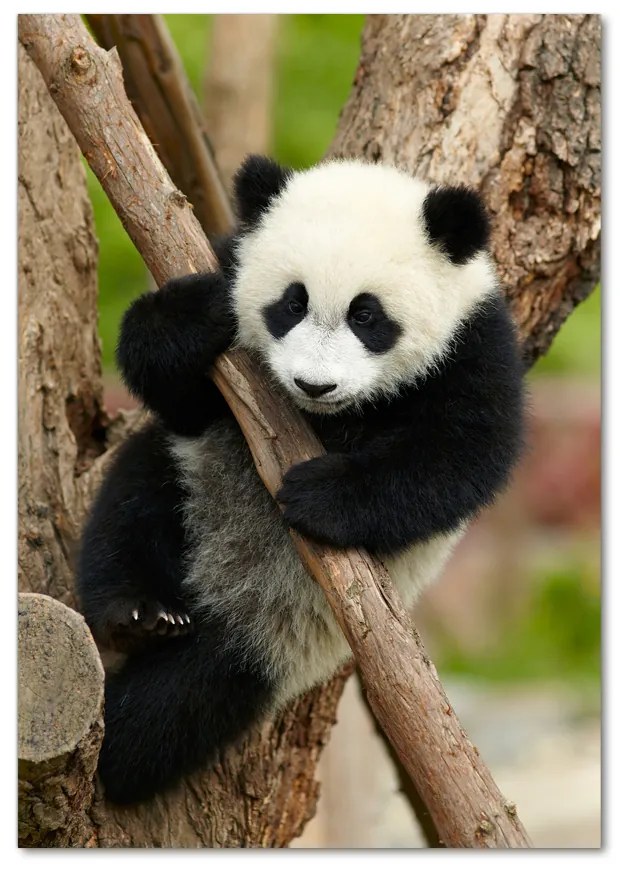 Fotografie imprimată pe sticlă Panda într-un copac