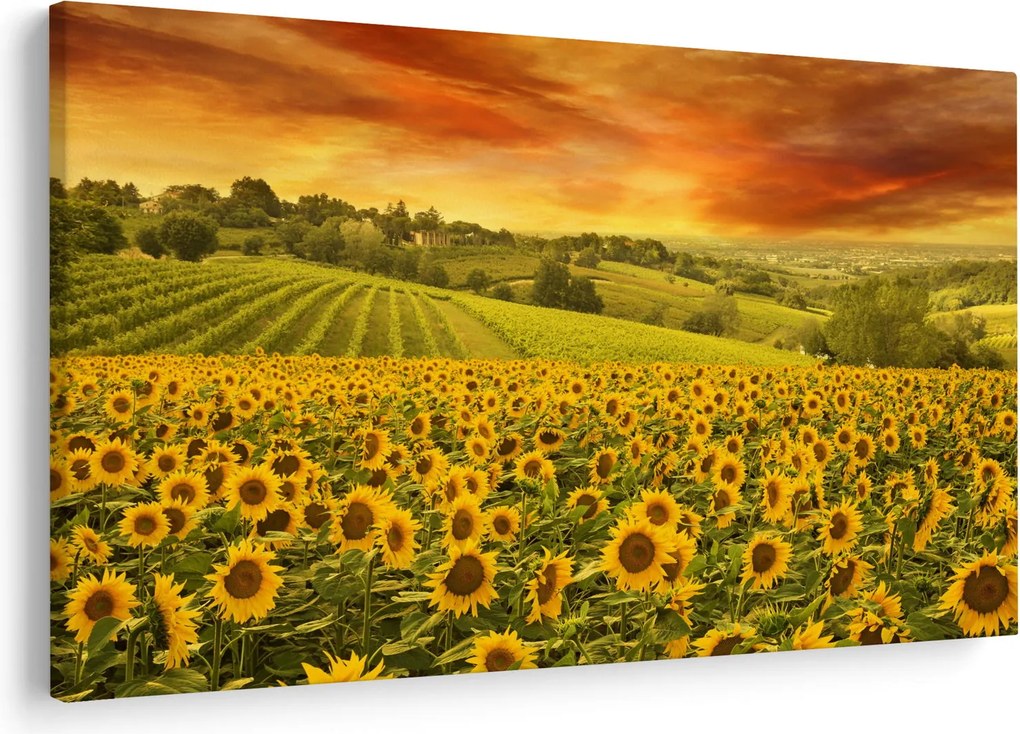 Tablou - Câmp de floarea-soarelui (90x60 cm)