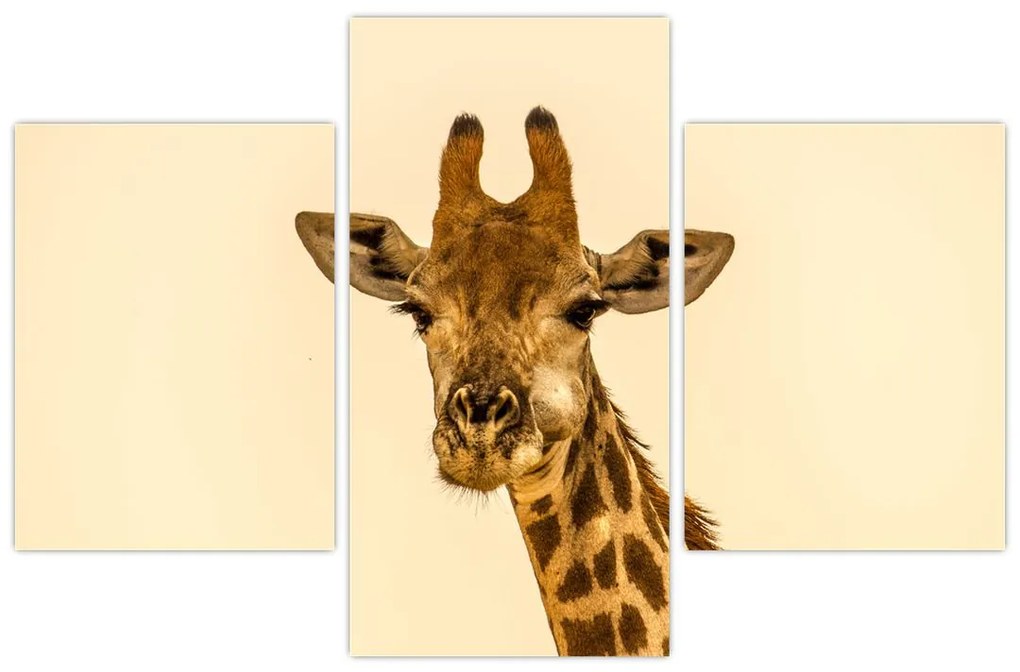 Tablou cu girafe (90x60 cm)