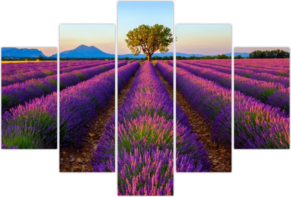 Tablou - Câmp de lavandă (150x105 cm)