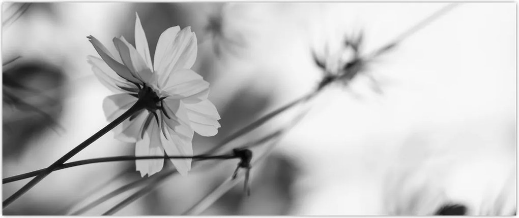 Tablou - Flori alb-negru (120x50 cm)