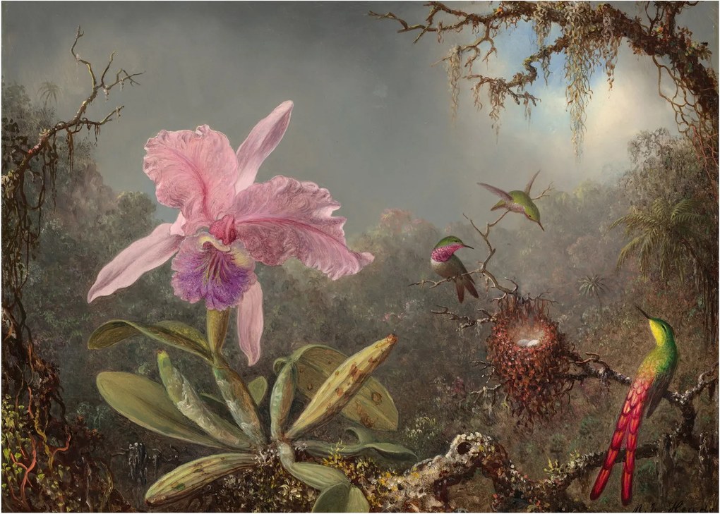 Tablou pe sticlă - Martin Johnson Heade, Cattleya Orchid and Three Hummingbirds, reproducere (70x50 cm)
