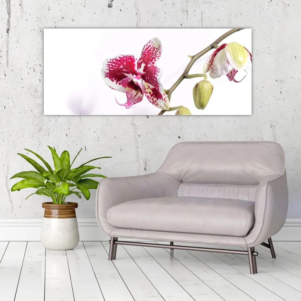 Tablou cu floarea de orhidee (120x50 cm), în 40 de alte dimensiuni noi