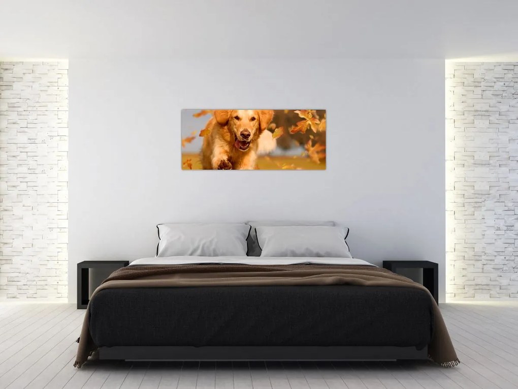 Tablou - Golden Retriever (120x50 cm)