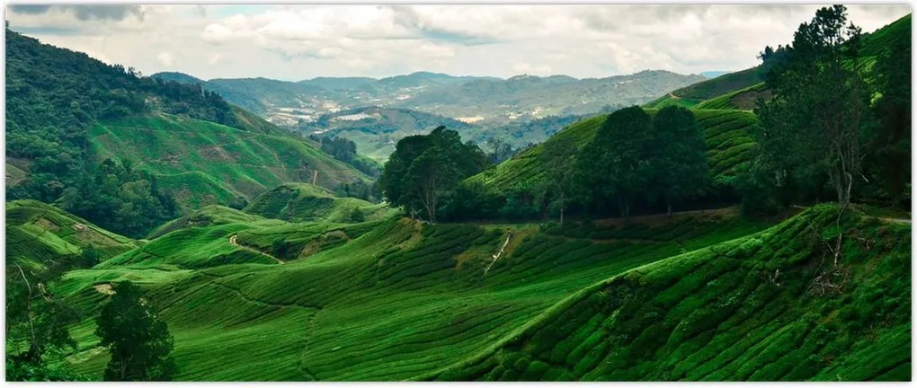 Tablou Plantații de ceai - Malaezia (120x50 cm)