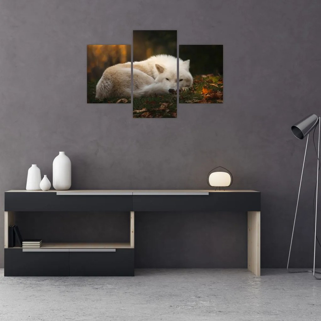 Tablou - Lupul care se odihnește (90x60 cm)