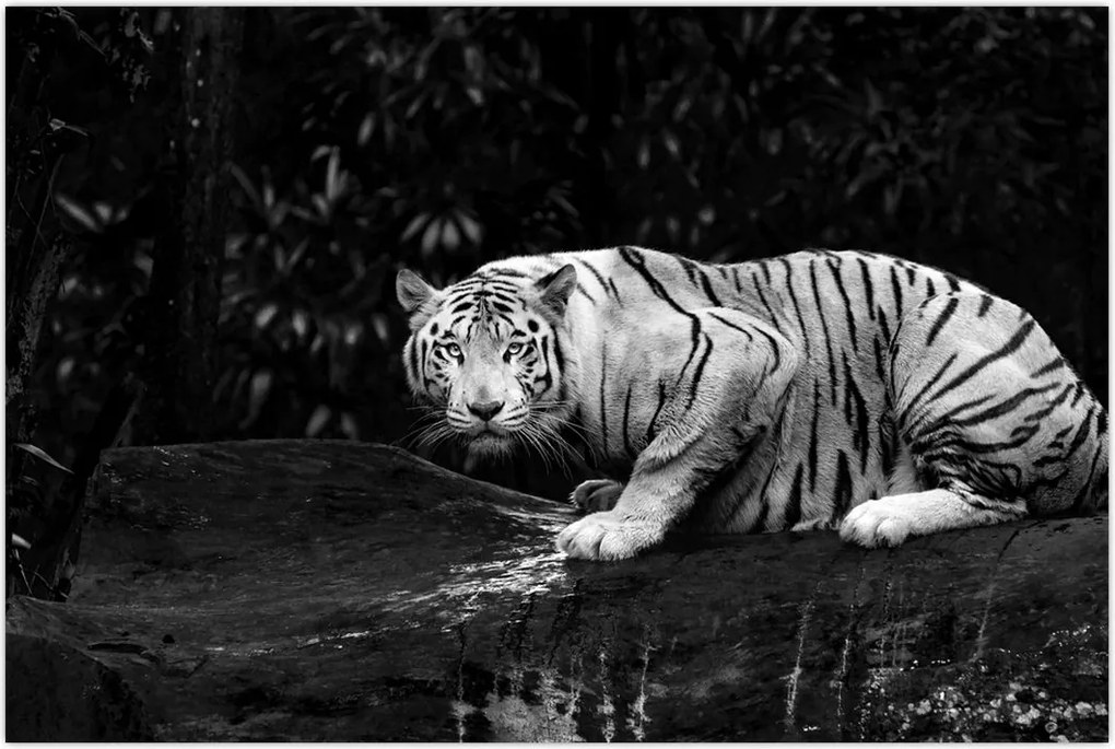 Tablou - Tigru alb, alb-negru (90x60 cm)