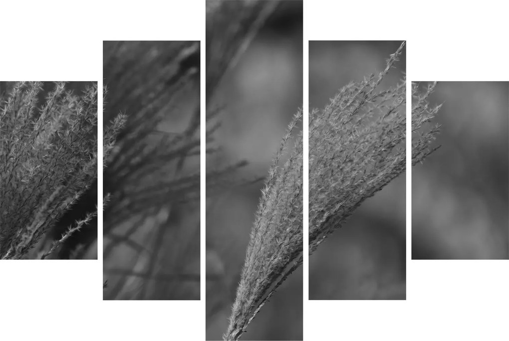 Tablou - Iarbă de pampas uscată (150x105 cm)