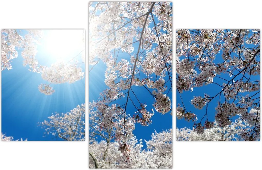 Tablou - Flori de cireș (90x60 cm)