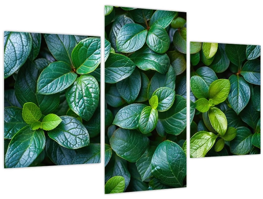 Tablou - Plante verzi (90x60 cm)