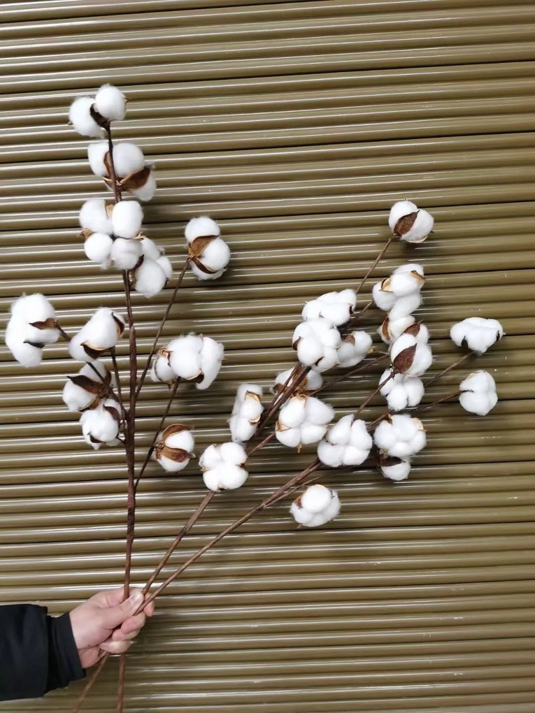 Plantă naturală uscată bumbac, 60 cm
