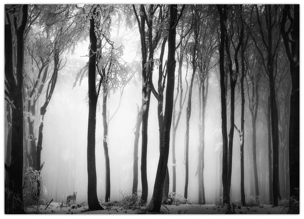 Tablou pe sticlă - Lup în pădurea întunecată (70x50 cm)