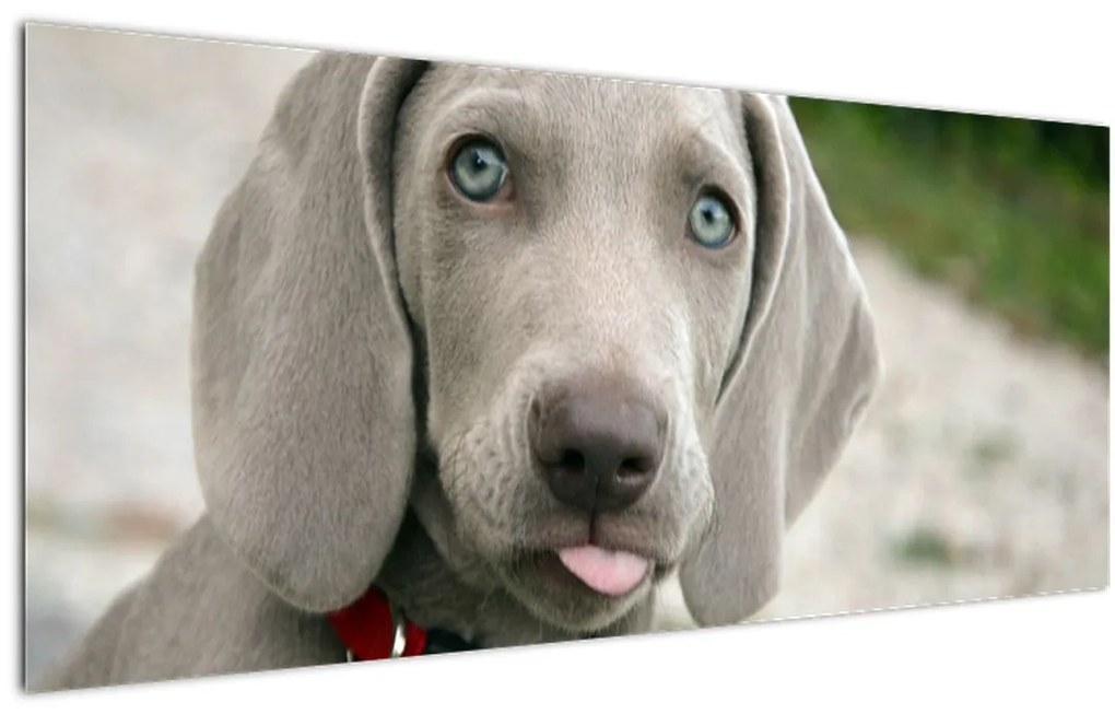 Tablou - cățeluș weimaraner (120x50 cm)