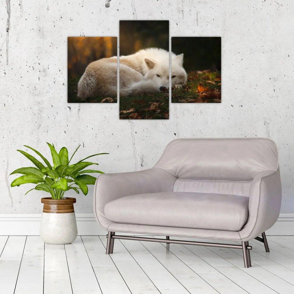 Tablou - Lupul care se odihnește (90x60 cm)