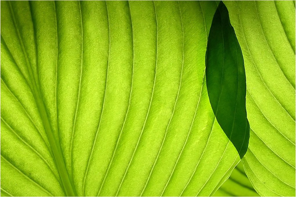 Tablou - Detaliu de frunză verde (90x60 cm)