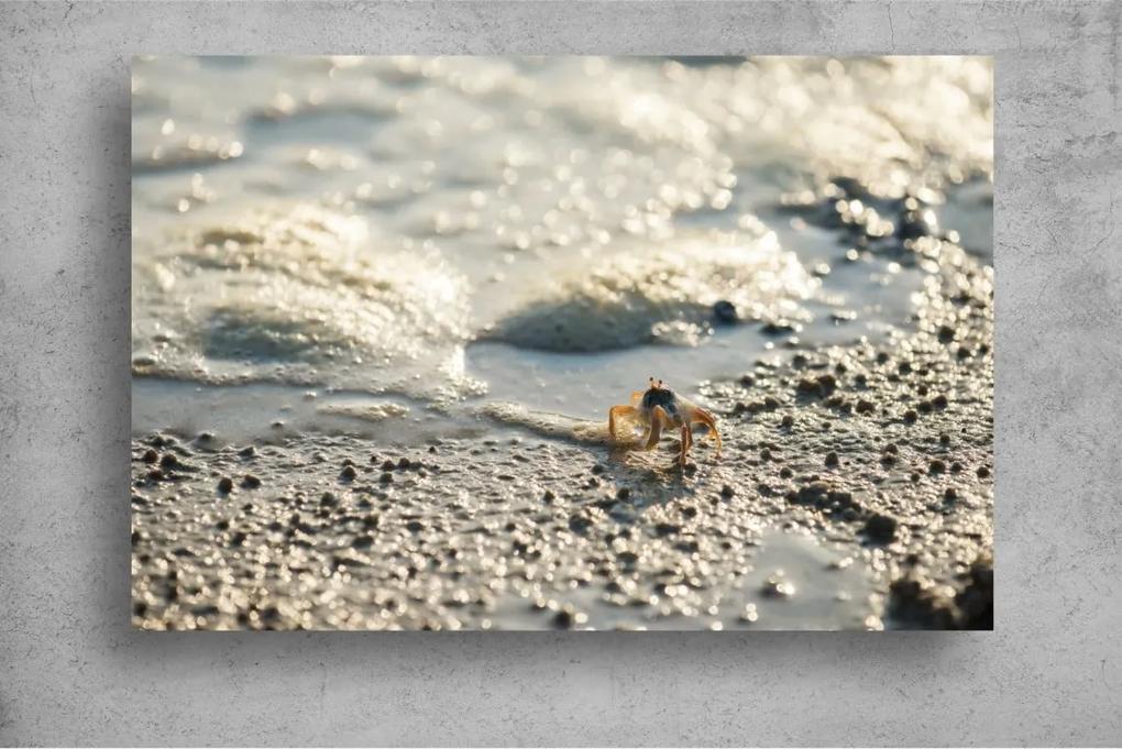 Tapet Premium Canvas - Crab la plimbare pe plaja