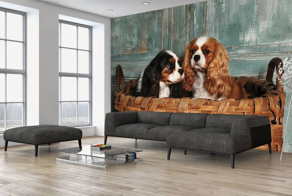 Fototapet - Câini (152,5x104 cm)