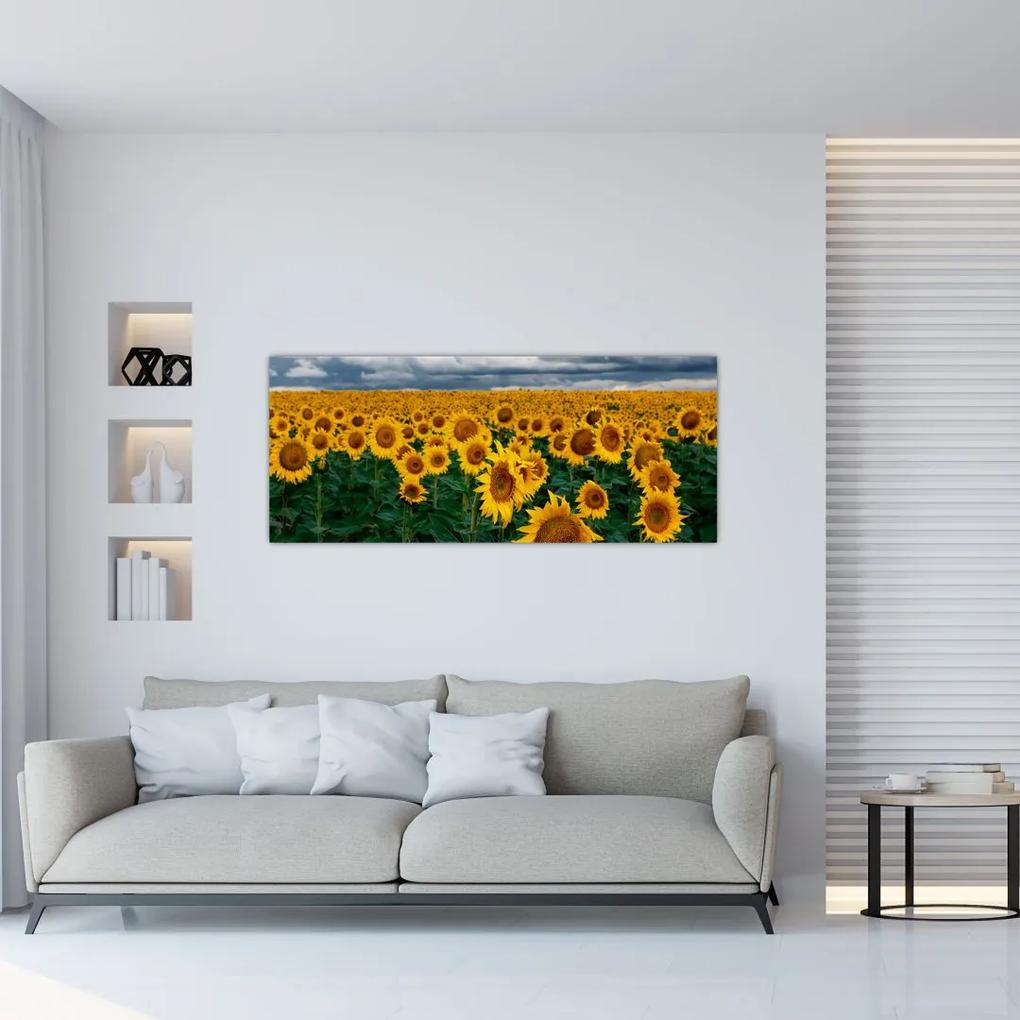 Tablou câmpului de floarea soarelui (120x50 cm), în 40 de alte dimensiuni noi