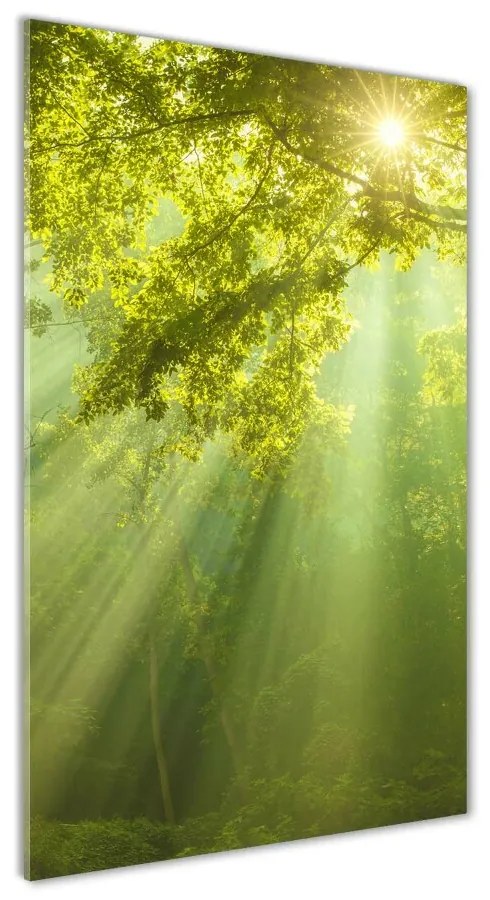 Imagine de sticlă Soare în pădure