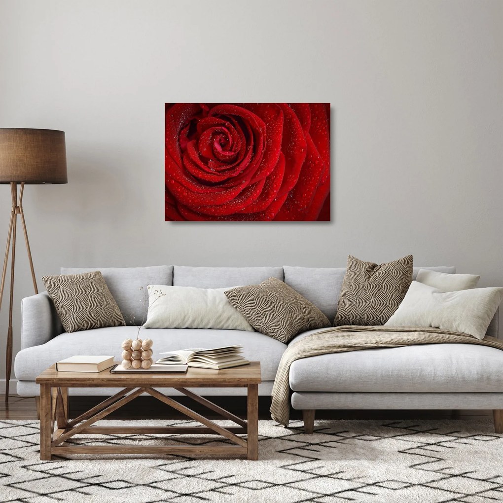 Tablou pe sticlă - detaliu de trandafir (70x50 cm)