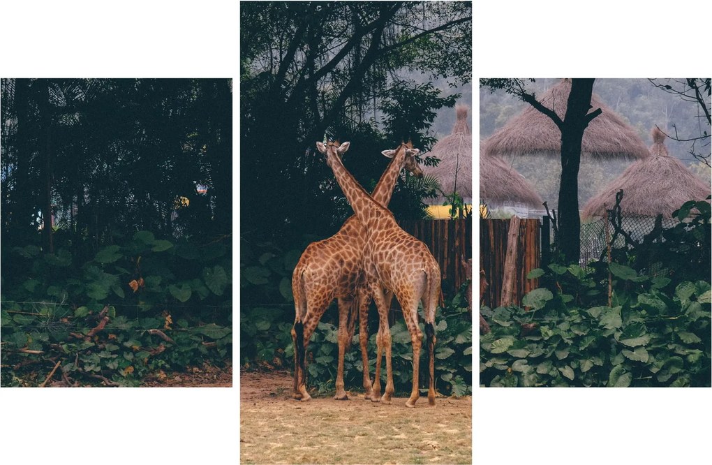 Tablou cu două girafe (90x60 cm)