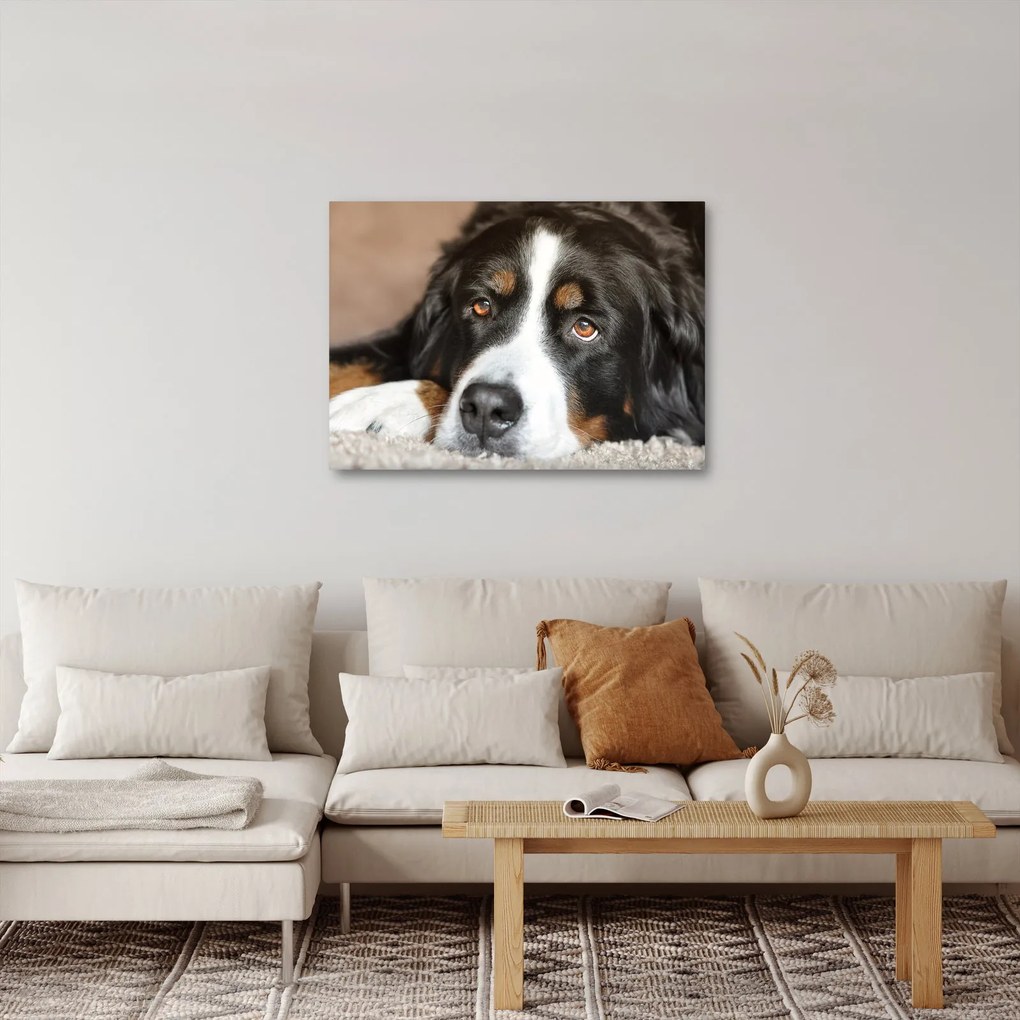 Tablou cu câine (70x50 cm)