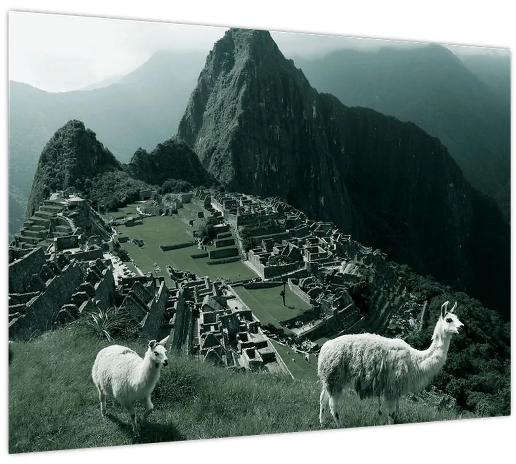 Tablou pe sticlă - Lamas la Machu Picchu în Peru (70x50 cm)